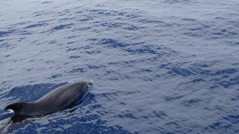 Una foto tomada el 23 de abril a escasas millas del puerto de Puerto Rico (Sur de Gran Canaria) de un delfín mular adulto con la aleta dorsal impregnada de petróleo. Fotografía cedida a Greenpeace por Juan Maestro, alumno de Veterinaria