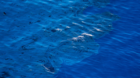 Restos del fuel en la playa de Veneguera. PEDRO ARMESTRE (GREENPEACE)