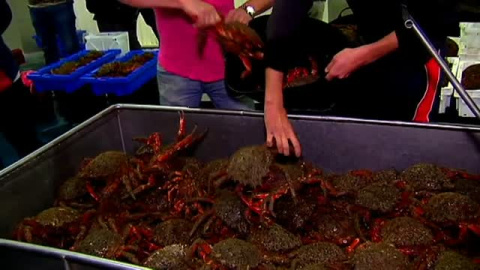 Comienza la temporada de la centolla Comienza la temporada de la centolla