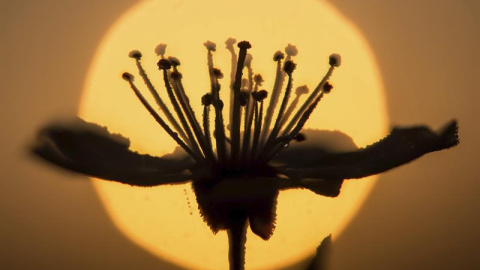 Detalle de una flor al amanecer en Alt Zeschdorf, Alemania. EFE/Patrick Pleul
