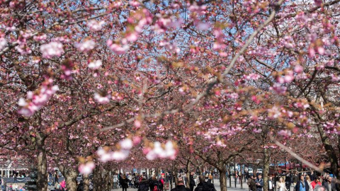 Vista general de los cerezos en flor en el parque Kungstradgarden de Estocolmo. EFE/Henrik Montgomery