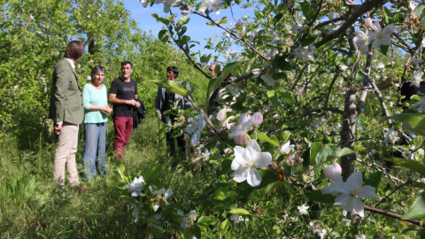 Pla general d'una de les fileres de pomeres de la finca d'Albons Pla general d'una de les fileres de pomeres de la finca d'Albons
