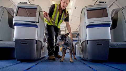 Una entrenadora de perros y un perro buscando polizones en un Boeing 747 en Frankfurt Am Main, Alemania. EFE/EPA/Alexander Heinl