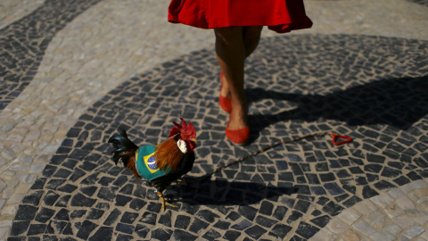 Una mujer juega con un gallo durante una protesta contra la destitución de la presidenta de Brasil, Dilma Rousseff, en Río de Janeiro.  REUTERS/Pilar Olivares