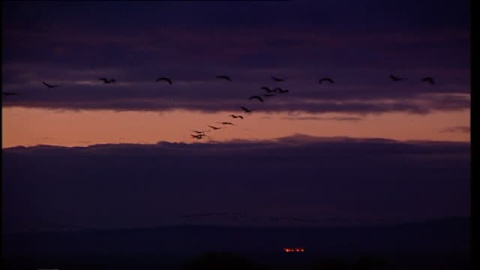 Miles de grullas abandonan la Laguna de Gallocanta por la falta de agua Miles de grullas abandonan la Laguna de Gallocanta por la falta de agua