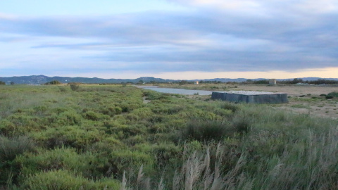 Aiguamolls del Ter. FOTO: Irene Benedicto.