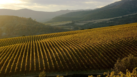 Vinyes de Cellers Torres a Tremp.