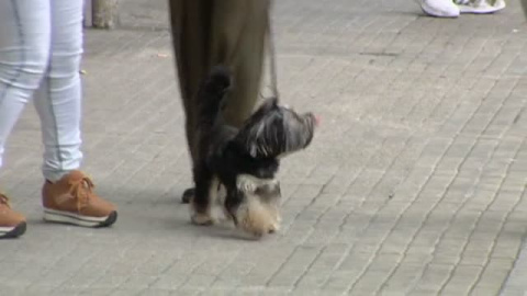 A partir de hoy los animales dejaran de ser considerados objetos A partir de hoy los animales dejaran de ser considerados objetos