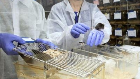 Prueban con éxito en ratones una molécula para tratar el alzhéimer. /EFE Prueban con éxito en ratones una molécula para tratar el alzhéimer. /EFE