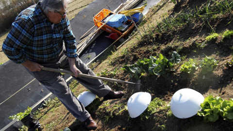 Hort urbà a Cabrera de Mar, de l'empresa Els Hortets. DAVID RODRÍGUEZ Hort urbà a Cabrera de Mar, de l'empresa Els Hortets. DAVID RODRÍGUEZ
