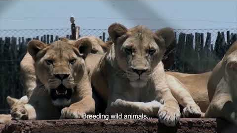 2.- Blood Lions (2015)