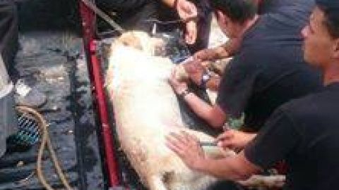 Dayko, un perro labrador de cuatro años que formaba parte de la unidad canina del Cuerpo de Bomberos de Ibarra.