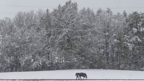 Un hombre camina con su caballo en un camino cubierto de nieve en Gnadenwald, Austria. REUTERS/Dominic Ebenbichler
