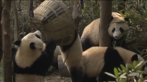 Diez cachorros de panda comienzan una nueva vida sin sus mamás Diez cachorros de panda comienzan una nueva vida sin sus mamás
