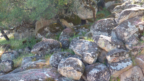 A los linces les gusta descansar en los majanos, como este en la sierra de Andújar