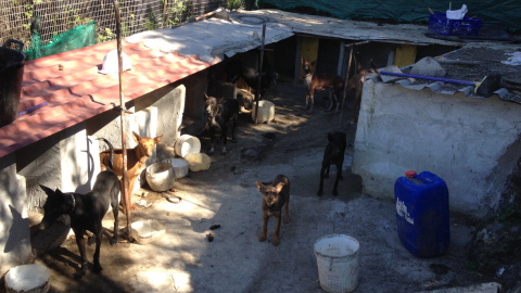 Uno de los zulos donde concentran a perros en terreno presuntamente públicos en Canarias. /PACMA