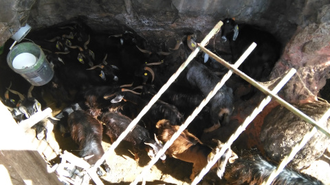 Cabras hacinadas y malnutridas encerradas en un cercado en Canarias. /PACMA