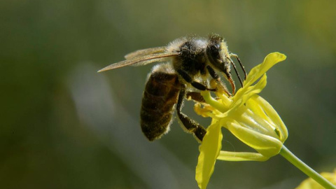 Una abeja recolecta el néctar de una flor en Kal, a unos 105km de Budapest (Hungría). EFE/Peter Komka
