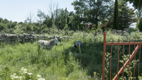 Mariano Lidio y su borrico Caramelo. / J. GÓMEZ