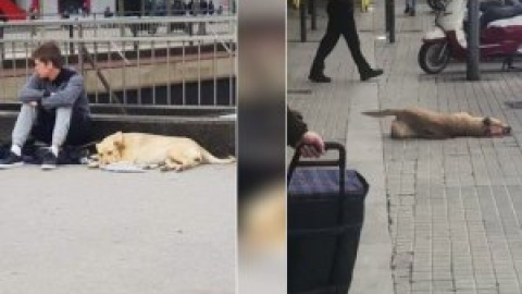 El Ayuntamiento de Barcelona defiende al agente que mató a Sota: "Era una perra peligrosa" El Ayuntamiento de Barcelona defiende al agente que mató a Sota: "Era una perra peligrosa"