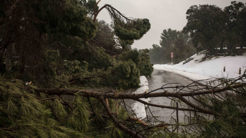 Pinos y ramas caídas cortan el paso en una carretera de la Casa de Campo, junto a la entrada del zoo. Pinos y ramas caídas cortan el paso en una carretera de la Casa de Campo, junto a la entrada del zoo.