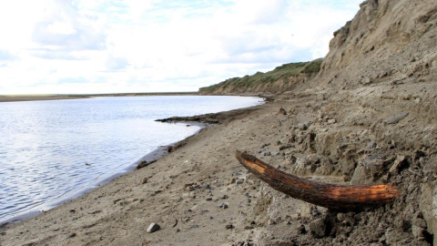 Colmillo de mamut en la orilla de un río en la península de Taimyr (Siberia). /Love Dalén