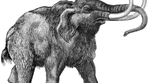 Recreación de un mamut lanudo. /Dover Publications