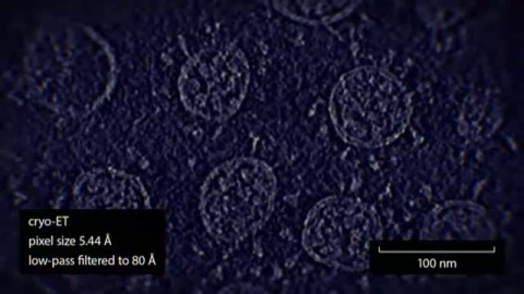 Así es la imagen más detallada del SARS-CoV 2