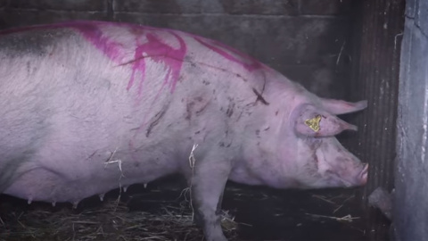 Una de las cerdas herida en la granja investigada por Igualdad Animal. Una de las cerdas herida en la granja investigada por Igualdad Animal.