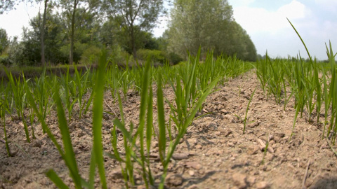 El cambio climÃ¡tico ya afecta a la producciÃ³n de alimentos