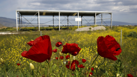 Amapolas frente a un construcción metálica abandonada cerca de la ciudad de Larisa, en la región de Tesalia, Grecia.- REUTERS / Yannis Behrakis