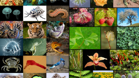 La Tierra puede ser el hogar de un billón de especies La Tierra puede ser el hogar de un billón de especies