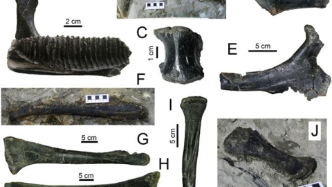 Un grupo de paleontólogos descubre en Lleida el yacimiento de dinosaurios más moderno de Europa. Ángel Galobart Un grupo de paleontólogos descubre en Lleida el yacimiento de dinosaurios más moderno de Europa. Ángel Galobart