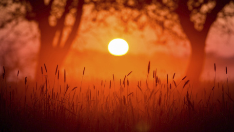 El amanecer a orillas del río Oder, cerca de Reitwein im Oderbruch, en Brandeburgo, Alemania. EFE/Patrick Pleul
