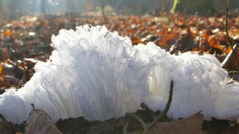 Desvelado el misterio del fenómeno 'pelo de hielo'. /CHRISTIAN MÄTZLER Desvelado el misterio del fenómeno 'pelo de hielo'. /CHRISTIAN MÄTZLER