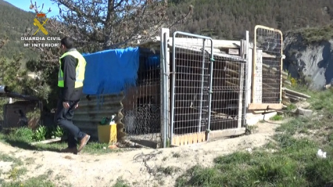 Algunas jaulas contaban con toldos para mantener a los animales a oscuras, algo que potencia su agresividad. GUARDIA CIVIL