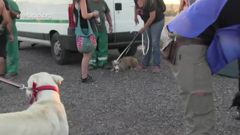 Juicio a un cazador acusado de maltrato animal Juicio a un cazador acusado de maltrato animal