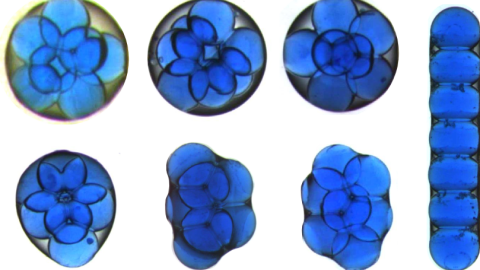 Imagen al microscopio de las diferentes estructuras formadas por siete gotitas de agua dentro de una gota de aceite. /J. GUZOWSKI/ACADEMIA DE CIENCIAS DE POLONIA Imagen al microscopio de las diferentes estructuras formadas por siete gotitas de agua dentro de una gota de aceite. /J. GUZOWSKI/ACADEMIA DE CIENCIAS DE POLONIA