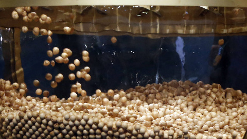 Las bolas en las que se encuentran impresos todos los números participantes del sorteo navideño. /EFE Las bolas en las que se encuentran impresos todos los números participantes del sorteo navideño. /EFE