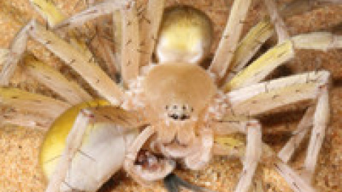 animales4 animales4