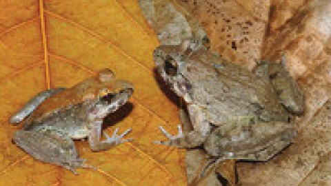 animales5 animales5