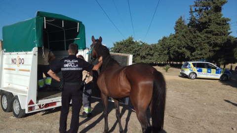 El animal se encontraba atado con una cuerda a un árbol. / AYUNTAMIENTO DE SEVILLA El animal se encontraba atado con una cuerda a un árbol. / AYUNTAMIENTO DE SEVILLA