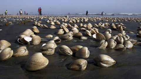 Varias personas recogen conchas en cuyo interior hay berberechos o bivalvos en la plata de Karachi, Pakistán. EFE/Shahzaib Akber