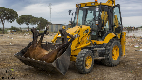Entre 2007 y 2014 han muerto más de 100 caballos obligados a recorrer más de 60 km, sometidos a realizar un sobre esfuerzo agotador./ PACMA Entre 2007 y 2014 han muerto más de 100 caballos obligados a recorrer más de 60 km, sometidos a realizar un sobre esfuerzo agotador./ PACMA