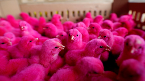 Venta de pollitos pintados de rosa para llamar la atención en un pequeño mercado de aves de corral en Jakarta, Indonesia. REUTERS/Darren Whiteside