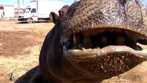 Pipo vuelve a fugarse Pipo vuelve a fugarse