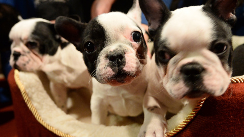 El 30% de los animales recogidos el año pasado por las protectoras eran cachorros. AFP El 30% de los animales recogidos el año pasado por las protectoras eran cachorros. AFP