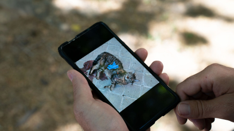 Un vecino muestra una foto del último gato que ha aparecido muerto en una acera. Un vecino muestra una foto del último gato que ha aparecido muerto en una acera.