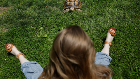 El paseo de Henry, una tortuga africana, por Central Park. REUTERS/Shannon Stapleton