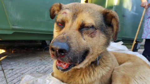 El perro Nicolás. El perro Nicolás.